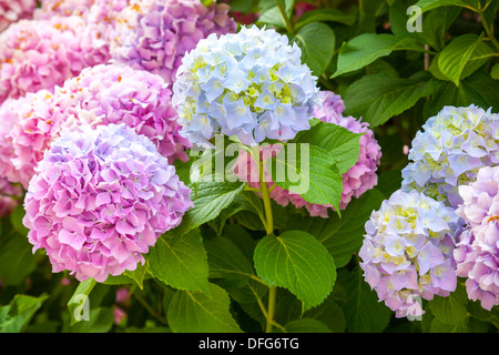 Rosa e azzurro hydrangea fiori sui rami Foto Stock