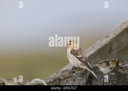 Hornemann's Arctic Redpoll Carduelis hornemanni hornemanni , Shetland, Scotland, Regno Unito Foto Stock