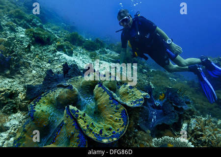 Vongola gigante (Tridacna gigas) e un subacqueo, Raja Ampat, Papua occidentale, in Indonesia Foto Stock