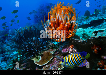 Royal Angelfish o Regal Angelfish (Pygoplites diacanthus) e gigli di mare o stelle piuma (Crinoidea), Raja Ampat, Papua Occidentale Foto Stock