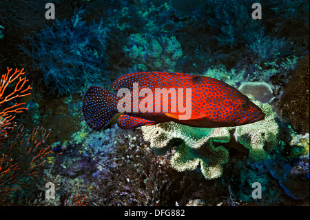 Coral Hind (Cephalopholis miniata), Raja Ampat, Papua occidentale, in Indonesia Foto Stock