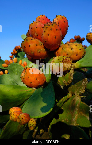 Ficodindia frutti. Isola di Maiorca. Spagna Foto Stock