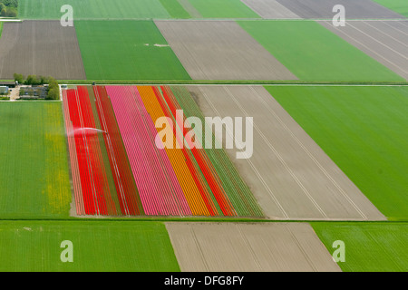 Irrigazione di campi, campi di tulipani, vista aerea, Zeewolde, Flevoland, Paesi Bassi Foto Stock