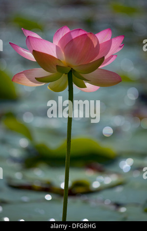 Fiore di un indiano Lotus o sacra Lotus (Nelumbo nucifera), Schleswig-Holstein, Germania Foto Stock