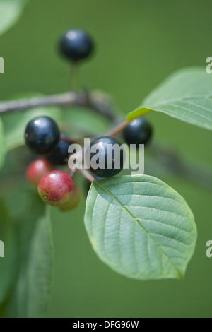 Alder frangola, Frangula alnus Foto Stock