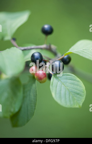 Alder frangola, Frangula alnus Foto Stock