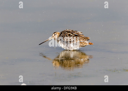 Beccaccino (Gallinago gallinago), Fehmarn fehmarn island, SCHLESWIG-HOLSTEIN, Germania Foto Stock