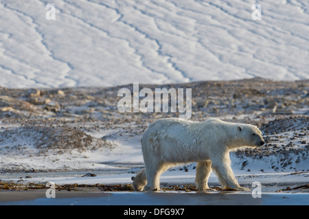 Orso polare (Ursus maritimus), maschio, passeggiate sulla spiaggia, Kvitøya, arcipelago delle Svalbard Isole Svalbard e Jan Mayen, Norvegia Foto Stock