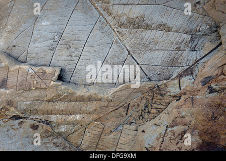 I fossili di foglie decidue, 35-40 milioni di anni, trovati sul ghiacciaio Longyearbreen, Longyeardalen valley, isola Spitsbergen Foto Stock