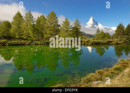 Il larice (Larix) al Lago Grindjisee, nella parte anteriore del Cervino, Alpi del Vallese, Canton Vallese, Svizzera Foto Stock