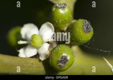 Comune di agrifoglio Ilex aquifolium Foto Stock