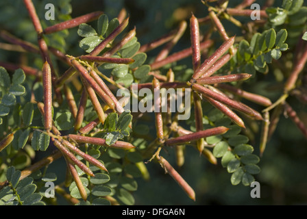 Vero indaco indigofera tinctoria Foto Stock