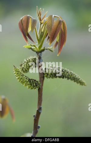 Noce comune, Juglans regia Foto Stock