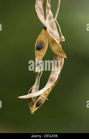 Maggiociondolo MAGGIOCIONDOLO, anagyroides Foto Stock