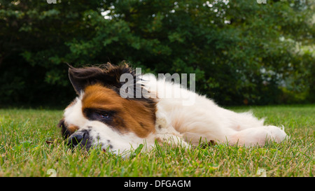 Un Gran San Bernardo cane posa in erba Foto Stock