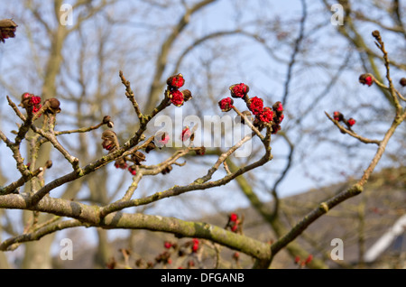 Parrotia persica (Persiano ironwood) fiori di primavera Foto Stock