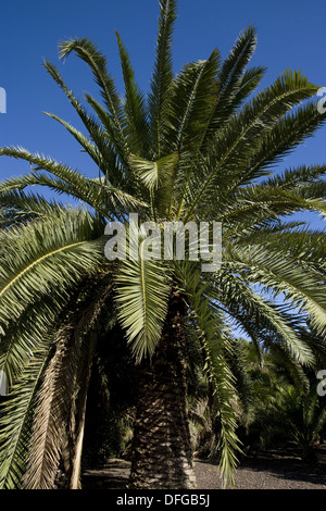 Isola Canarie data palm, Phoenix canariensis Foto Stock