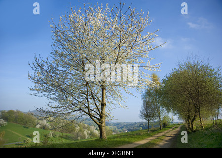 Ciliegio selvatico, Prunus avium Foto Stock