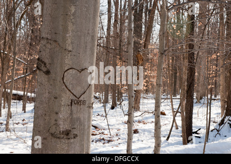 Un cuore e la parola per sempre scolpito sul tronco di un albero in un bosco d'inverno. Foto Stock