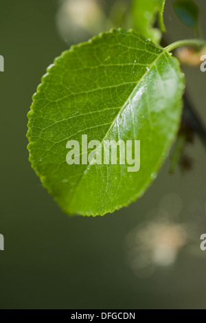 St lucie ciliegia, prunus amarene Foto Stock