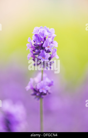 Primo piano della lavanda viola fiore nel giardino di erbe in estate Foto Stock