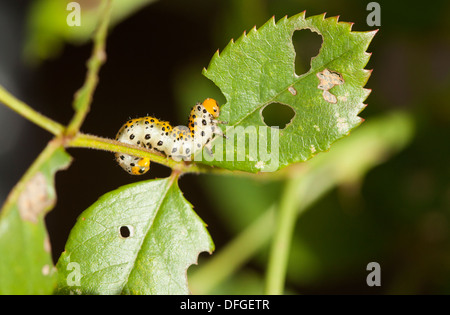 Mullein moth caterpillar alimentazione su una foglia di rose Foto Stock