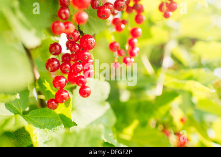 Fresche e mature, ribes rosso appeso sulla boccola in giardino Foto Stock