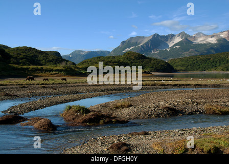 Kinak Bay con orso bruno sow e twin cubs, Katmai NP. Alaska Foto Stock