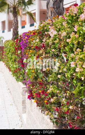 Recinzione di variopinti fiori di bouganville in città. Profondità di campo. Foto Stock