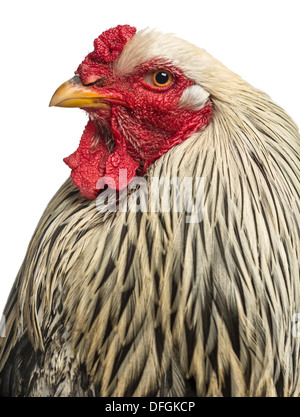 Close up di Brahma Rooster contro uno sfondo bianco Foto Stock