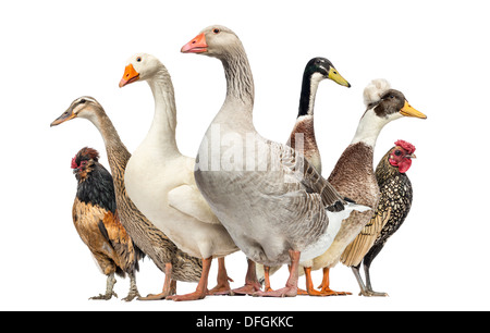 Gruppo di anatre e oche e galline di fronte a uno sfondo bianco Foto Stock