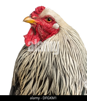 Close up di Brahma Rooster contro uno sfondo bianco Foto Stock