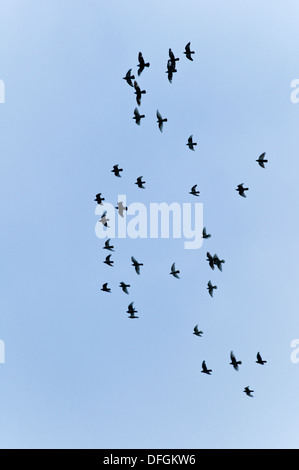 Uccelli in Volo Cornwall UK Credit: David Levenson/Alamy Foto Stock