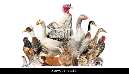 Gruppo di farm uccelli e roditori di fronte a uno sfondo bianco Foto Stock