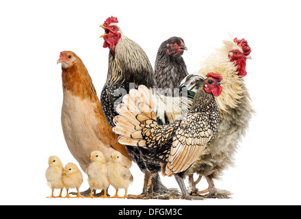 Gruppo di Galline, galli e pulcini di fronte a uno sfondo bianco Foto Stock