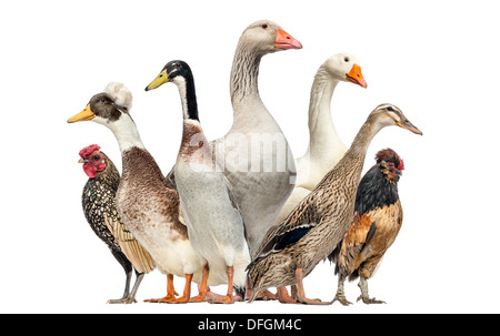 Gruppo di anatre e oche e galline di fronte a uno sfondo bianco Foto Stock