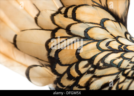 Macro di un Sebright gallo bantam giù Foto Stock