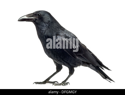 Vista laterale di un Carrion Crow, Corvus corone, contro uno sfondo bianco Foto Stock