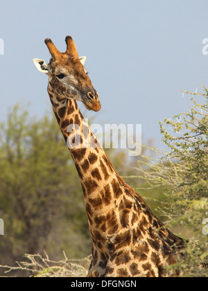 Giraffe (Giraffa camelopardalis) - Nxai Pan, il Botswana. Foto Stock