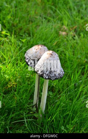 Shaggy copertura di inchiostro funghi - Coprinus comatus Foto Stock