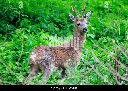 Un capriolo buck nel sottobosco REGNO UNITO Foto Stock