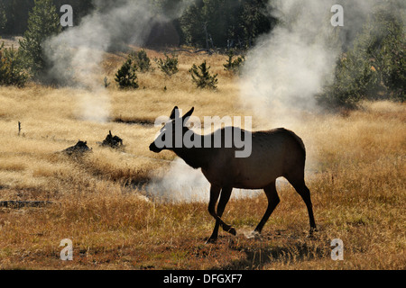 Elk, wapiti Cervus elaphus femmina e vitello nella West Thumb Geyser Basin, il Parco Nazionale di Yellowstone, Wyoming USA Foto Stock