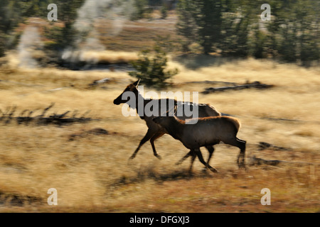 Elk, wapiti Cervus elaphus femmina e vitello nella West Thumb Geyser Basin, il Parco Nazionale di Yellowstone, Wyoming USA Foto Stock