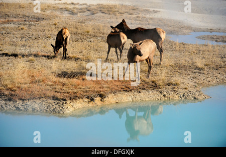 Elk, wapiti Cervus elaphus le femmine e i vitelli nel West Thumb Geyser Basin, il Parco Nazionale di Yellowstone, Wyoming USA Foto Stock