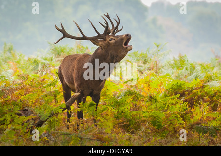 Londra Richmond upon Thames Royal Richmond Park parchi daini in rovina stagione di accoppiamento pugnale corna in felce Cervus elaphus Foto Stock