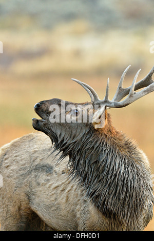 Elk, wapiti Cervus elaphus Stag che presenta solchi comportamento, il Parco Nazionale di Yellowstone, Wyoming USA Foto Stock