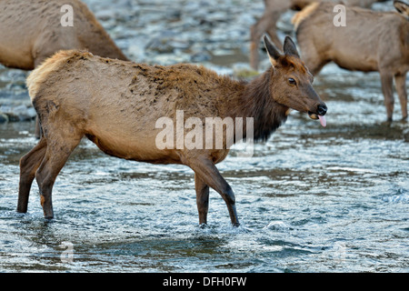 Elk, wapiti Cervus elaphus hynde femmina e vitello di bere in Gardner River, il Parco Nazionale di Yellowstone, Wyoming USA Foto Stock