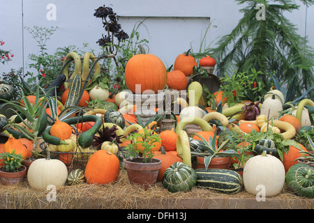 Visualizzazione di harvest festival di produrre - zucche, zucchine e spremute a Wimpole Hall, Cambridgeshire, Regno Unito Foto Stock