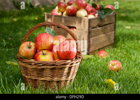 Le mele rosse Foto Stock