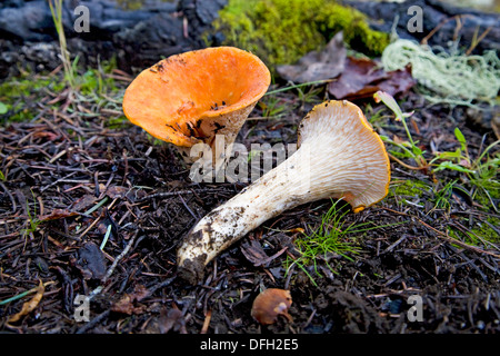 Gomphus floccosus, talvolta noto come shaggy-, squamosa-, o lanosi chanterelle o lanosi gomphus Foto Stock